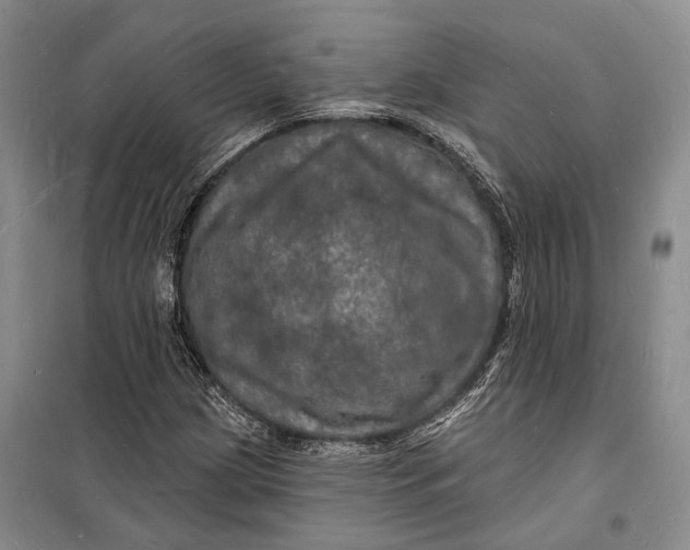 X0000098231209200805151333