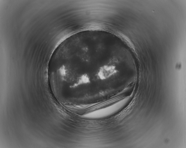 X0000098231226200805151333