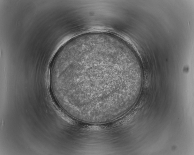 X0000098231227200805151333