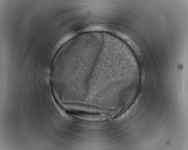 X0000098231233200805151333