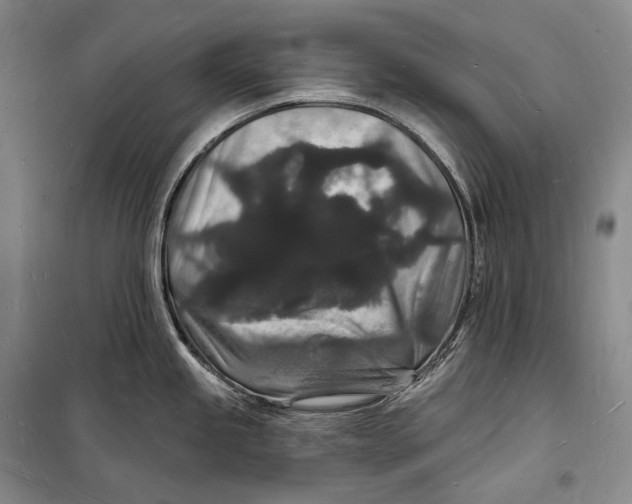 X0000098231245200805151333