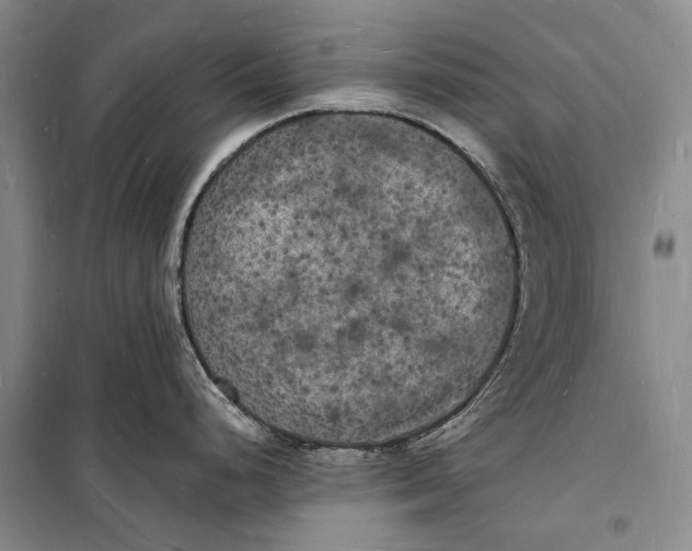 X0000098231248200805151333