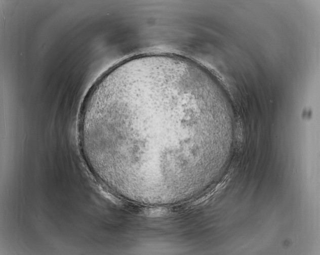 X0000098231278200805151332