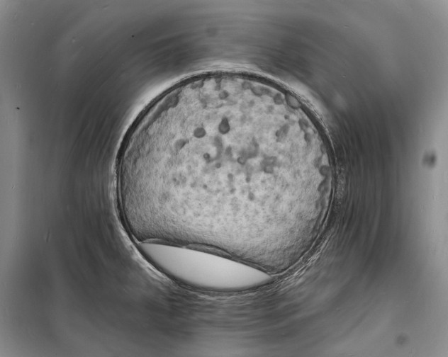 X0000098231287200805151332