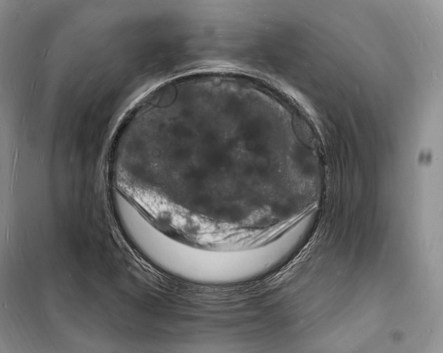 X0000098231318200805151331