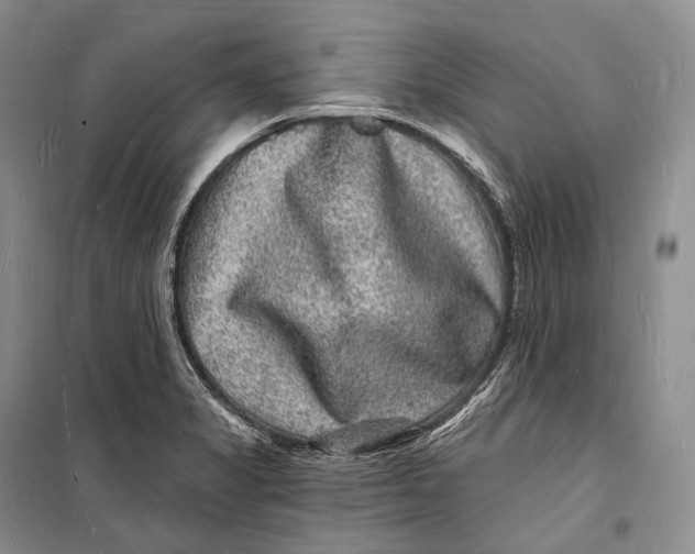 X0000098231325200805151331