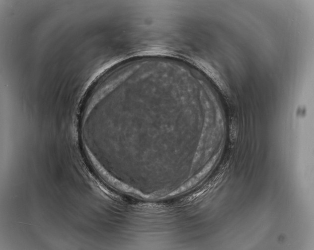 X0000098231356200805151331