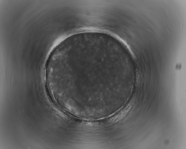 X0000098231365200805151331