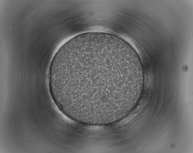 X0000098231387200805151330