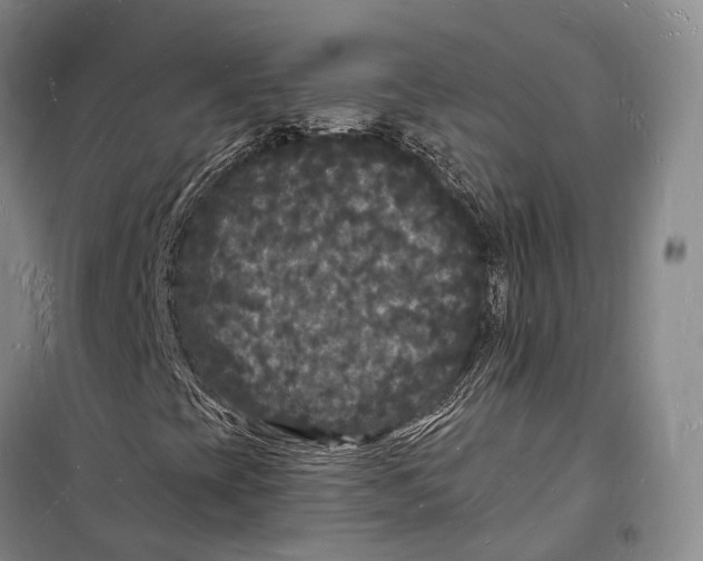 X0000098231393200805151329