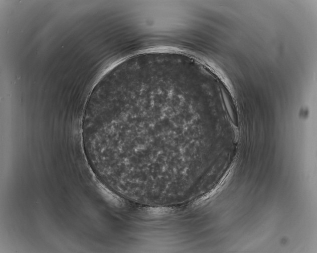 X0000098231425200805151330