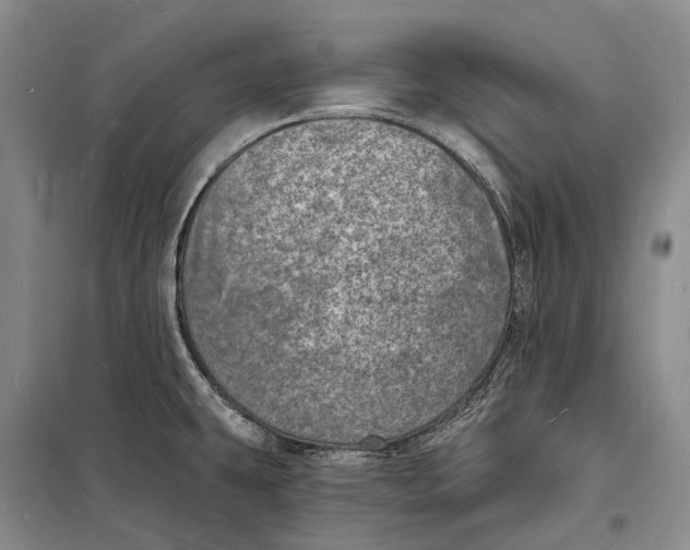 X0000098231431200805151330