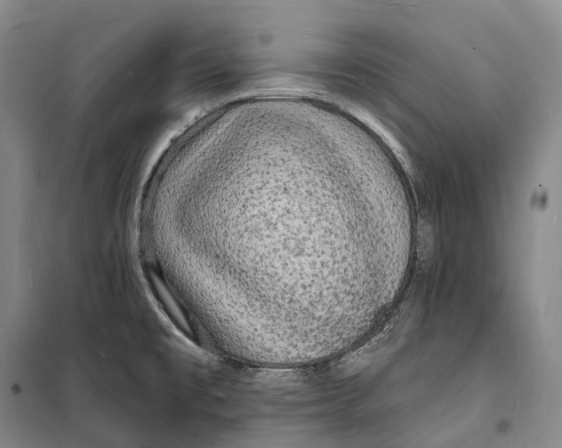 X0000098231477200805151329