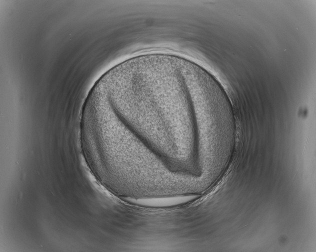 X0000098231534200805151329