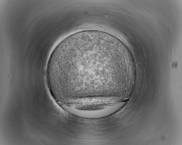 X0000098231536200805151329