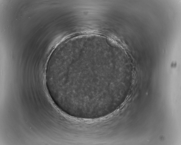 X0000098230002200805221721