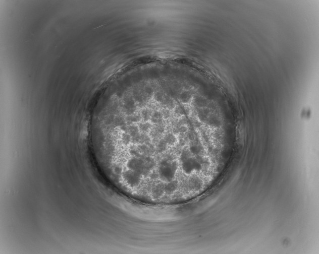 X0000098230032200805221721