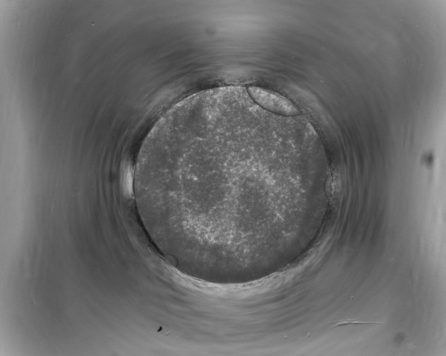 X0000098230046200805221720