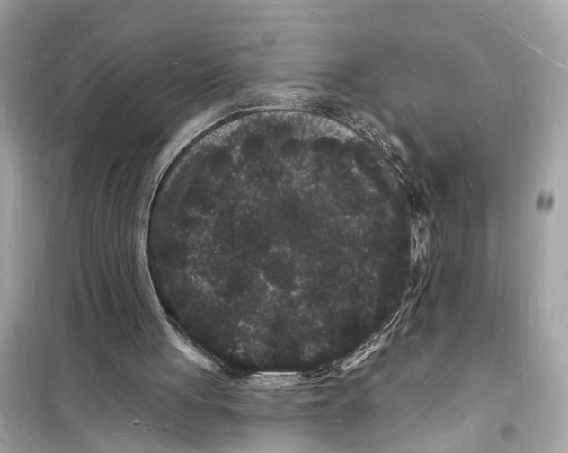 X0000098230051200805221720