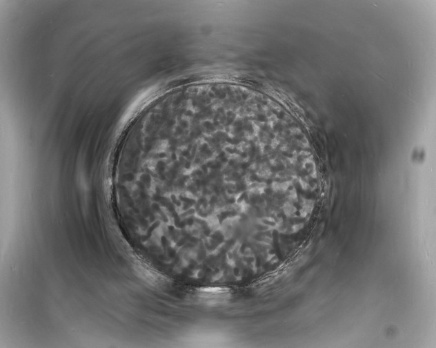 X0000098230053200805221720