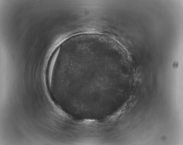 X0000098230055200805221720