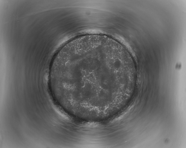 X0000098230063200805221720