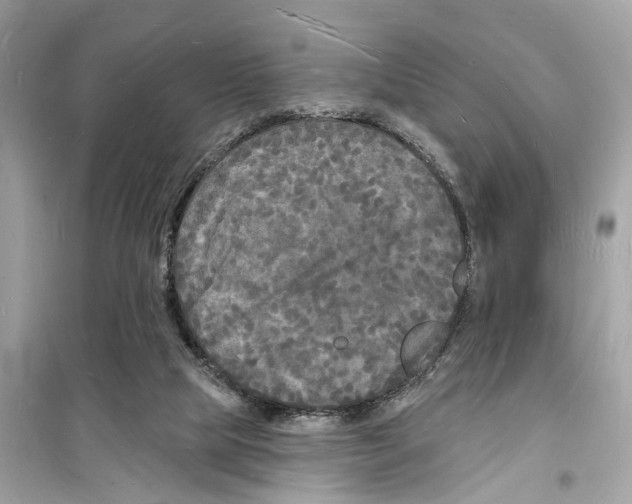 X0000098230065200805221720