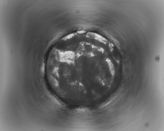 X0000098230067200805221720