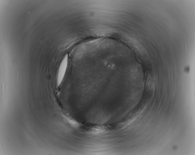 X0000098230076200805221720