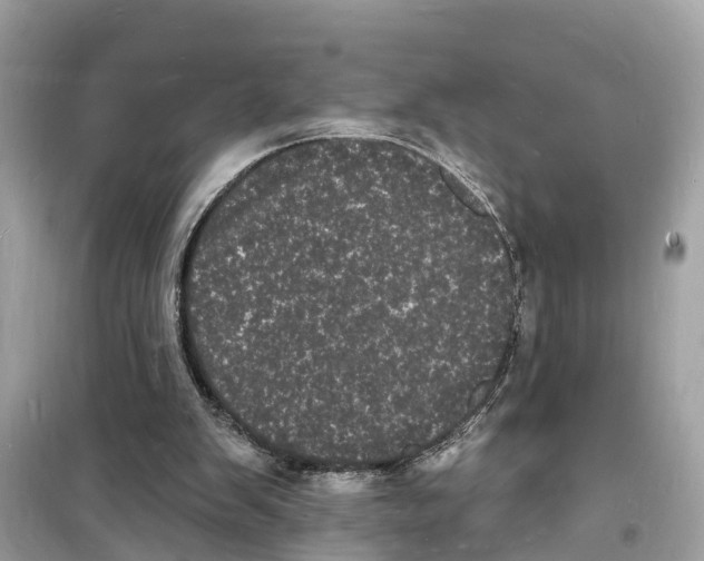 X0000098230103200805221720