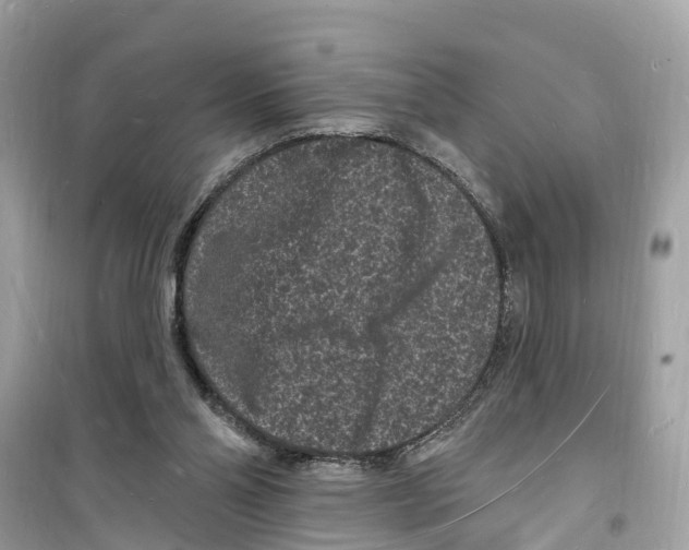 X0000098230110200805221720