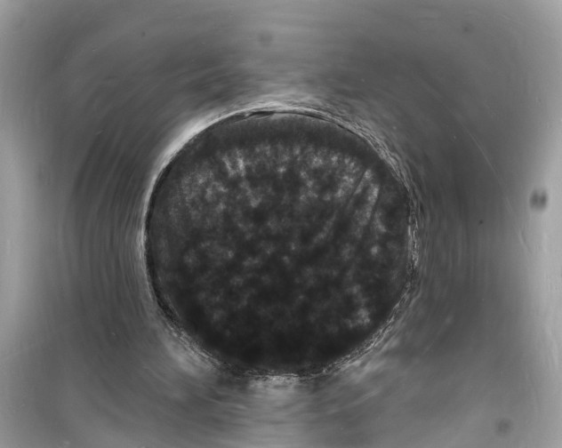 X0000098230196200805221718