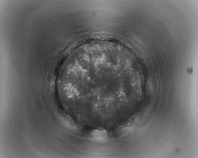 X0000098230271200805221717