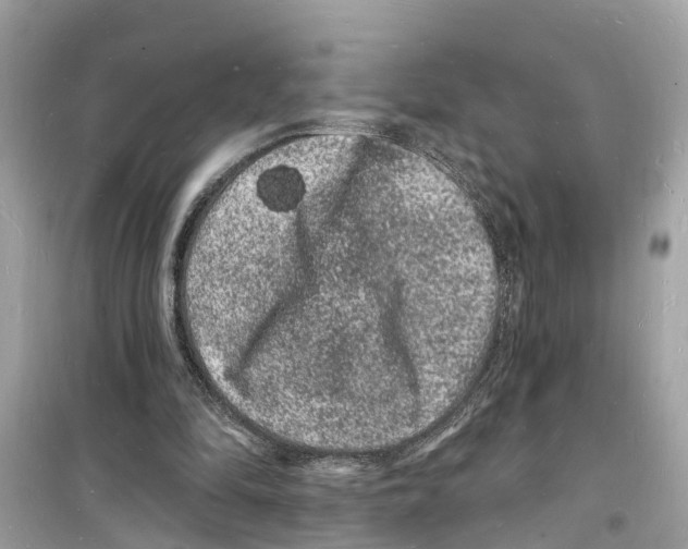 X0000098230294200805221717