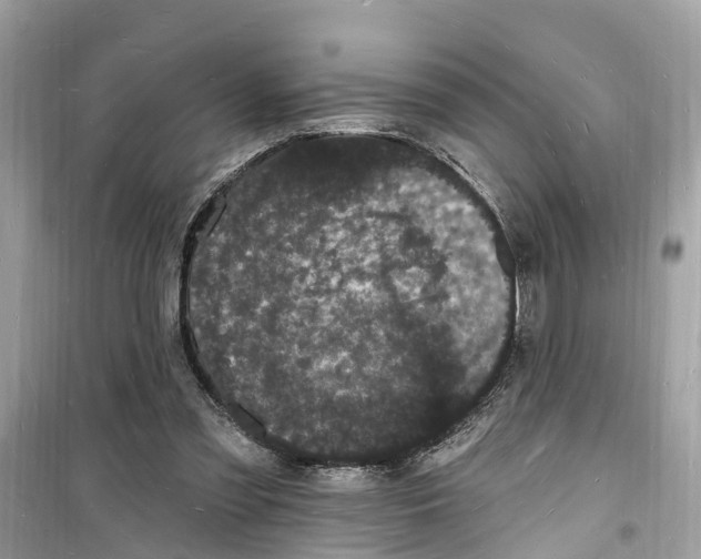 X0000098230301200805221717