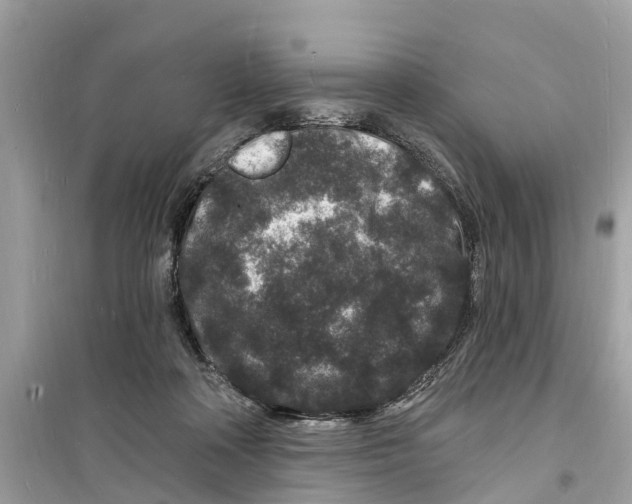 X0000098230314200805221717