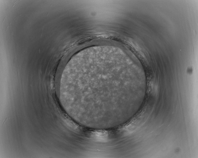 X0000098230317200805221717