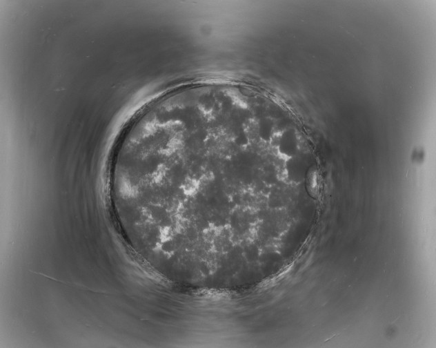 X0000098230343200805221716