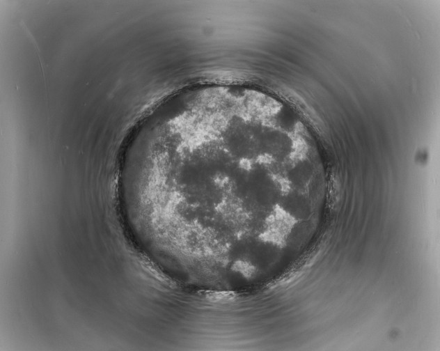 X0000098230355200805221716