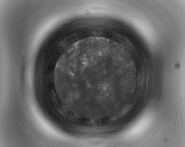 X0000098230383200805221716