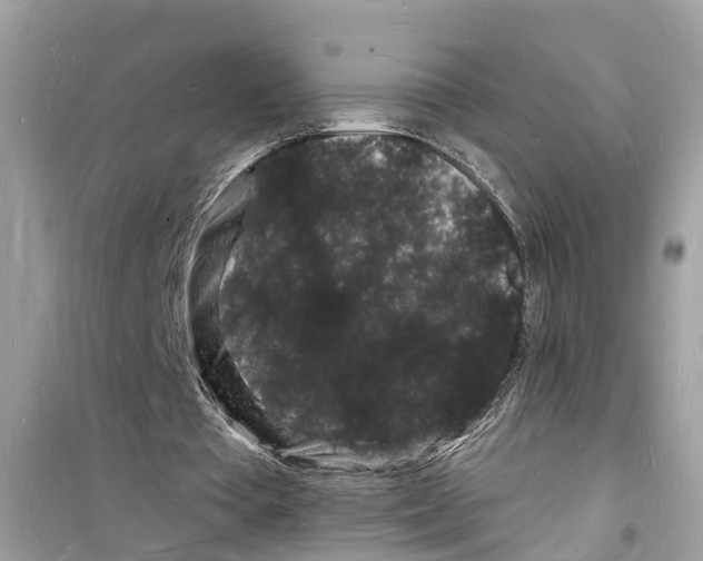 X0000098230385200805221715