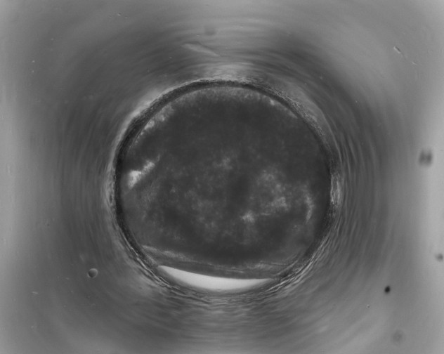 X0000098230388200805221715