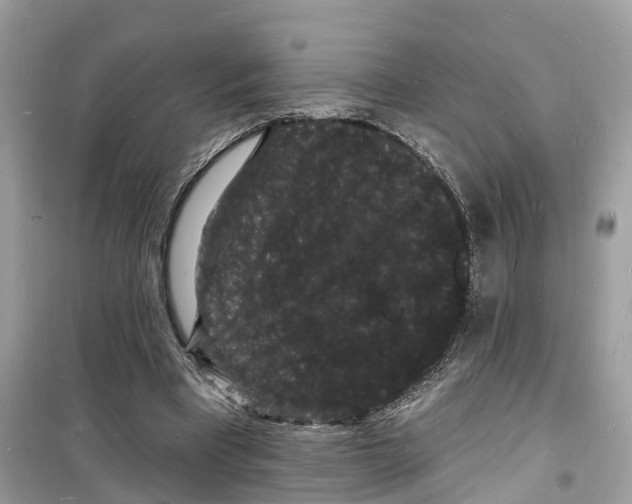 X0000098230393200805221715