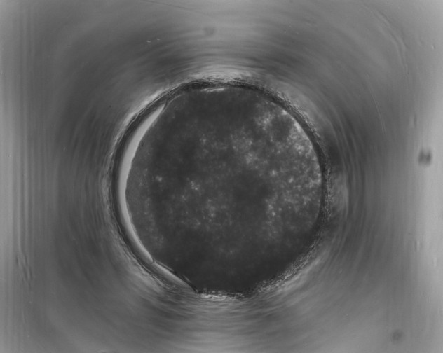 X0000098230399200805221715