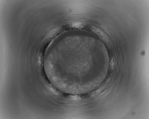 X0000098230424200805221715