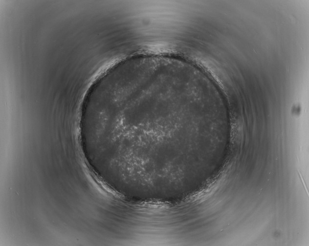 X0000098230443200805221714