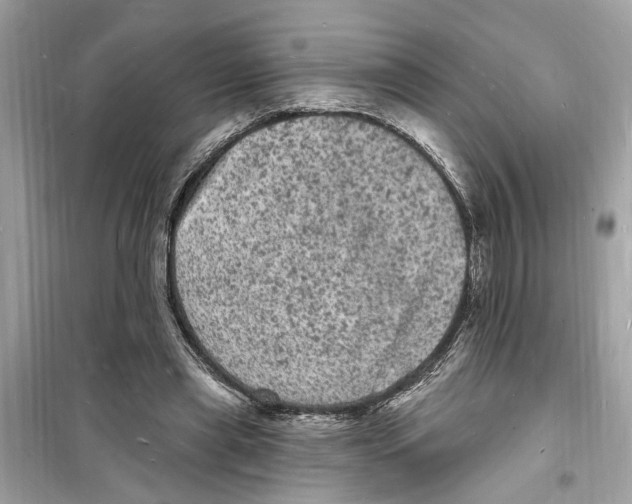 X0000098230445200805221714