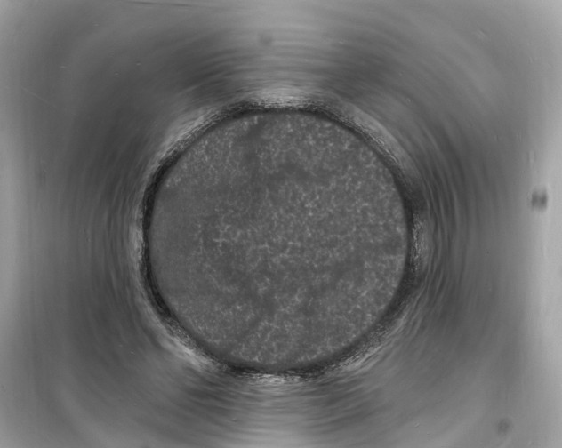 X0000098230494200805221714