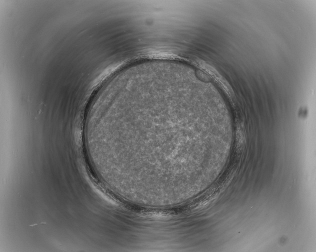 X0000098230533200805221713