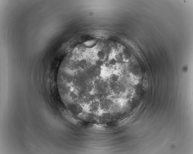 X0000098230573200805221713